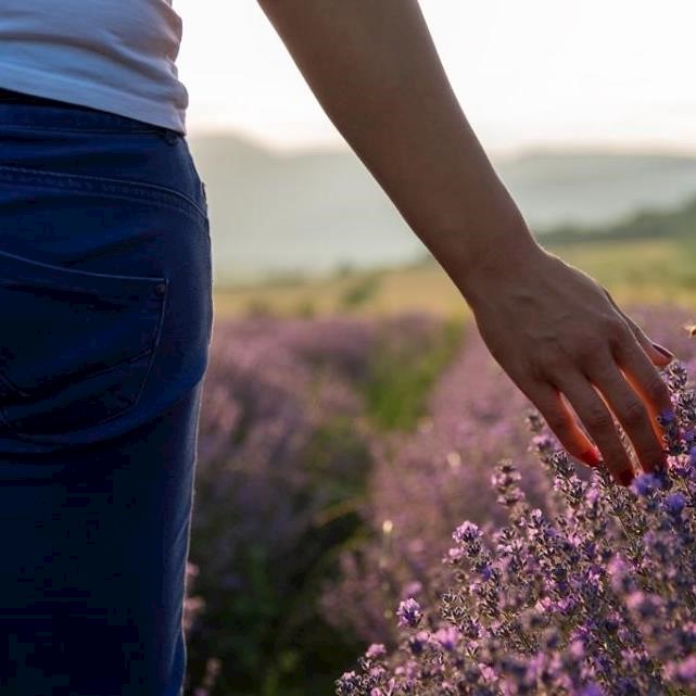 Aromatherapy series: how lavender oil can soothe and heal skin