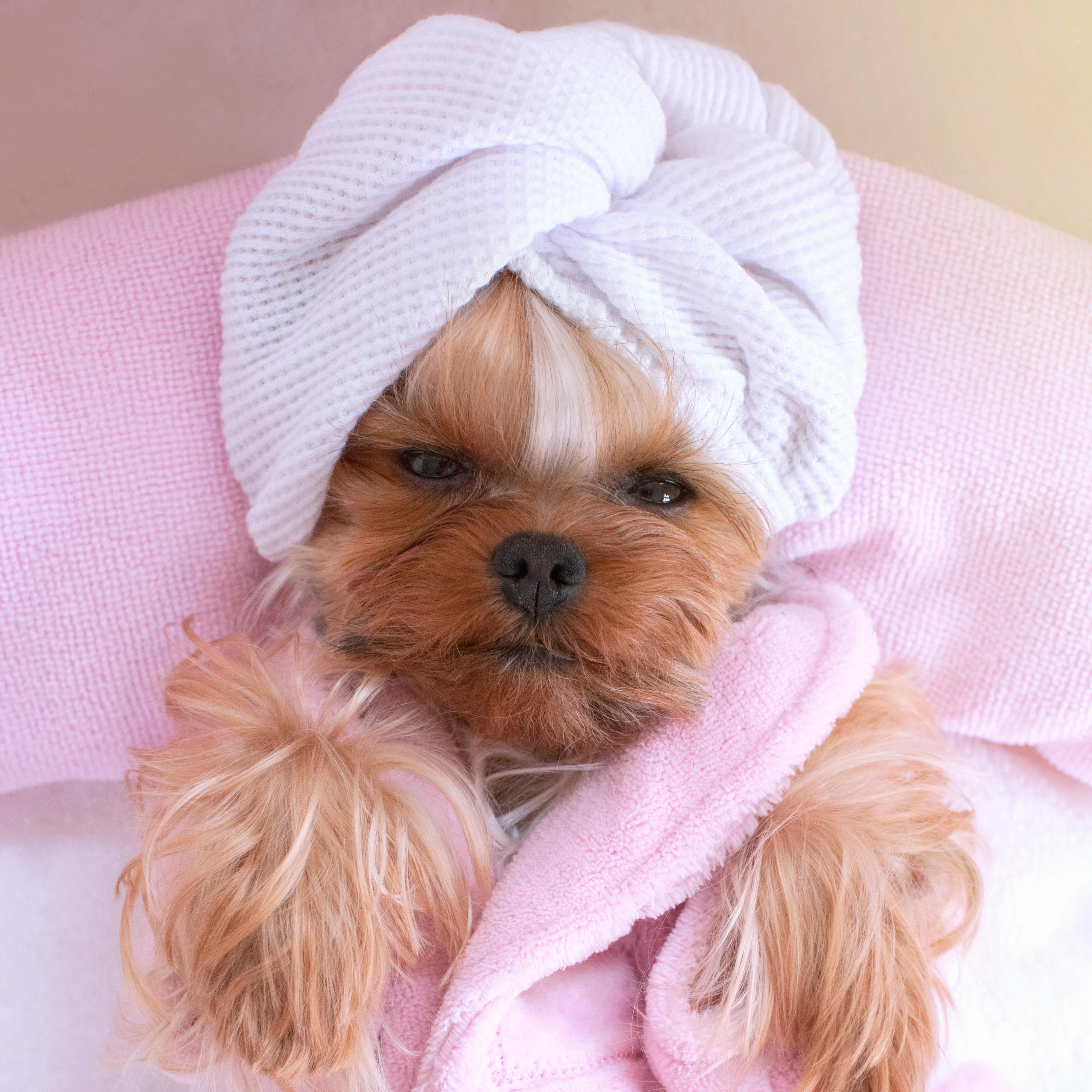 Dog-friendly beauty salon The Candy Rooms opens in Scotland 