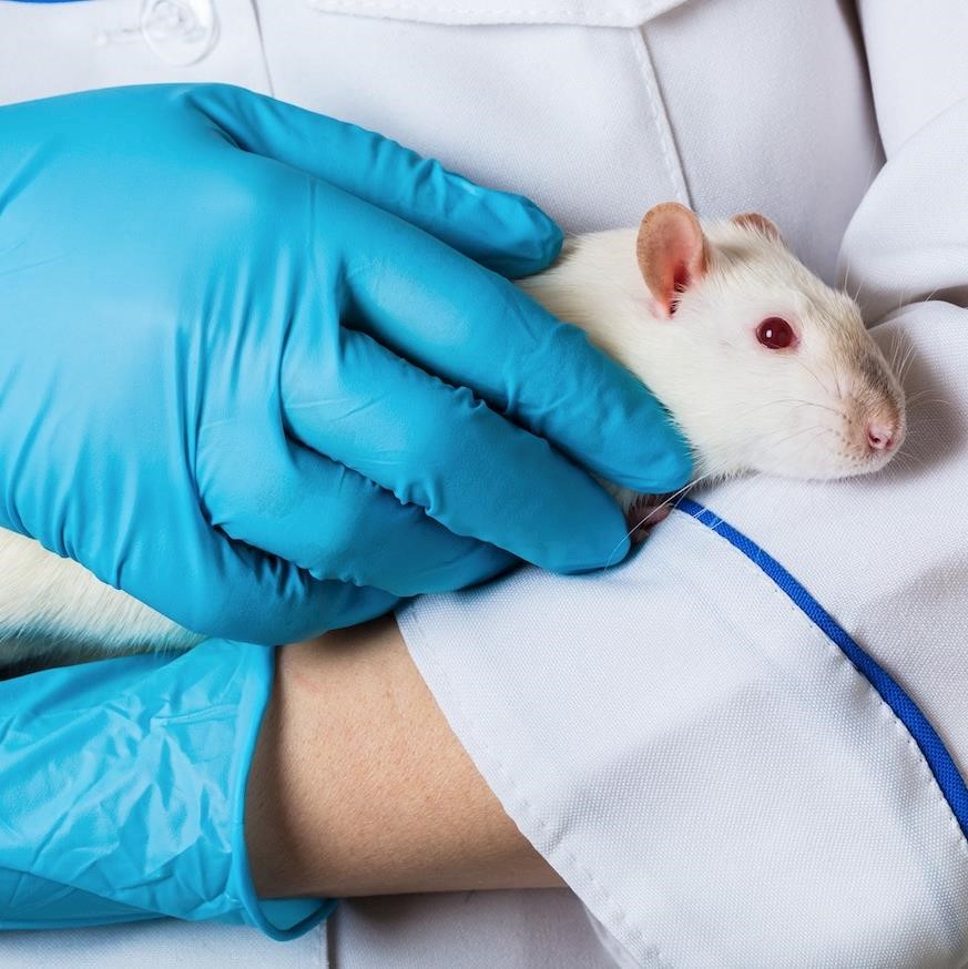 UK could allow animal testing for cosmetics ingredients for the first time since 1998, warns campaigners