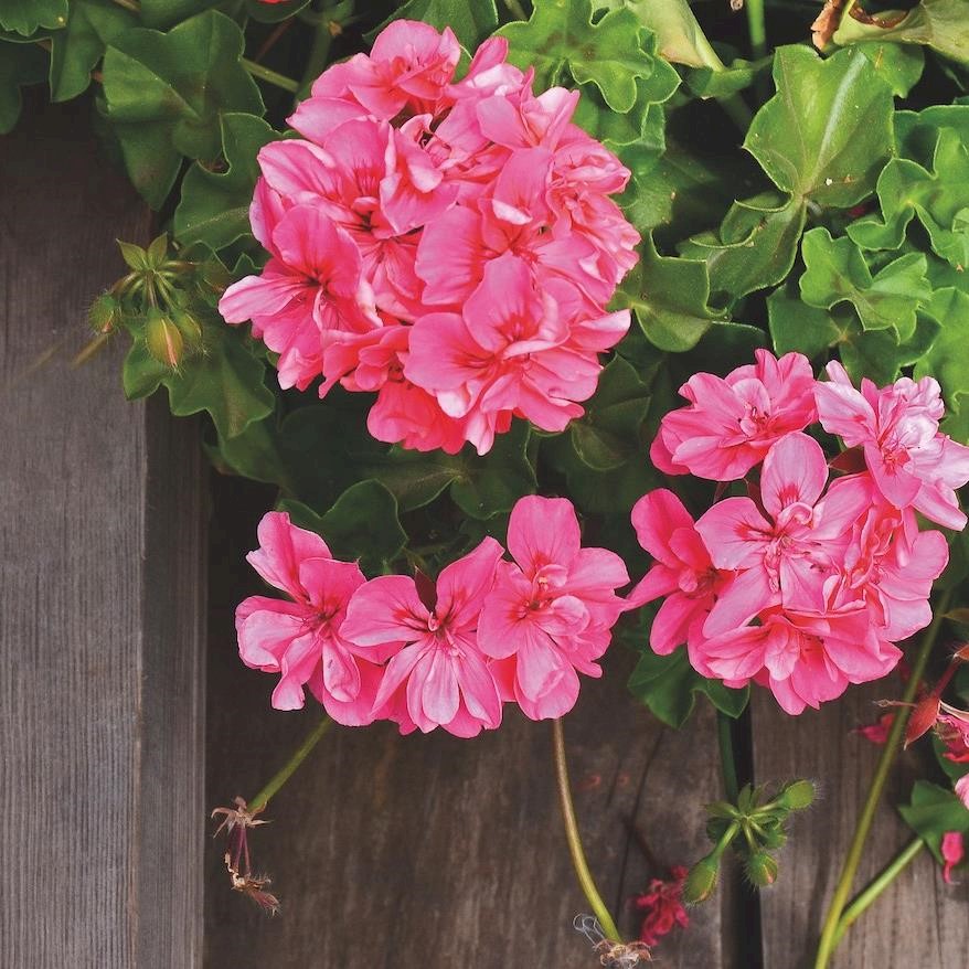 Aromatherapy series: why geranium essential oil is the secret to glowing skin