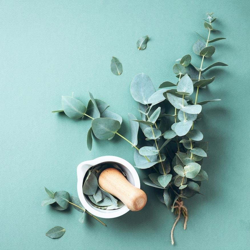 Aromatherapy series: wellbeing and skin benefits of eucalyptus oil