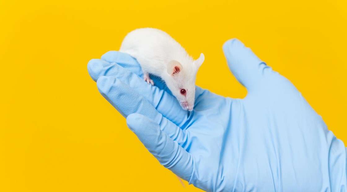 [Updated] Government reinstates ban on animal testing for cosmetic ingredients